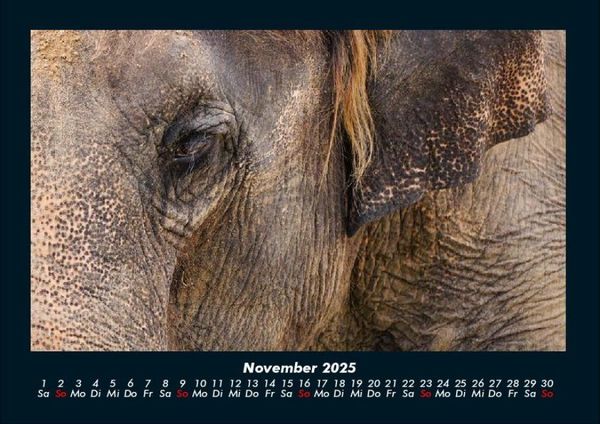 Produktbild: Der Elefantenkalender 2025 Fotokalender DIN A4