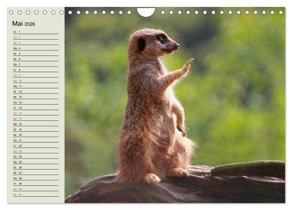 Produktbild: Erdm&auml;nnchen (Wandkalender 2026 DIN A4 quer), CALVENDO Monatskalender