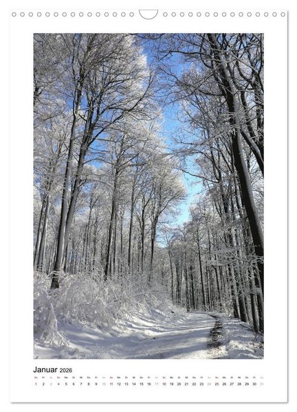 Produktbild: Mein Sehnsuchtsort, der Wald (Wandkalender 2026 DIN A3 hoch), CALVENDO Monatskalender