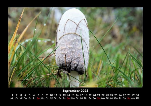 Produktbild: Pilzkalender 2025 Fotokalender DIN A3