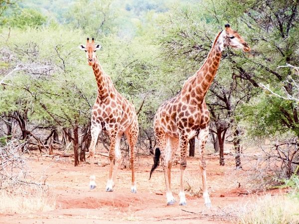 Produktbild: CALVENDO Puzzle Auf Safari 1000 Teile Puzzle quer | 1000 Teile Lege-Gr&ouml;&szlig;e 64 &times; 48 cm Foto-Puzzle f&uuml;r gl&uuml;ckliche Stunden
