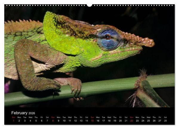 Produktbild: Chameleons Monsters of the African Bush (High Quality Premium Wall Calendar 2026 DIN A2 landscape),CALVENDO 12 Month Wall Calendar