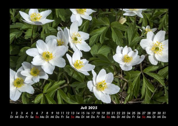 Produktbild: Blumentr&auml;ume 2025 Fotokalender DIN A3