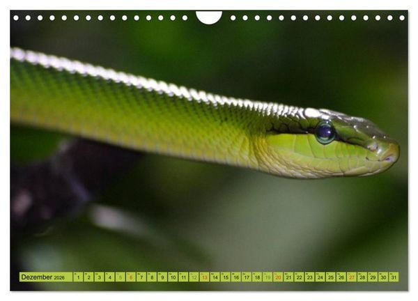 Produktbild: Schlangen im Portrait (Wandkalender 2026 DIN A4 quer), CALVENDO Monatskalender