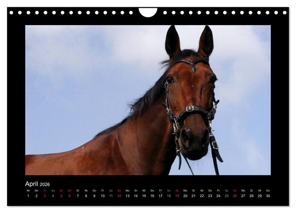 Produktbild: Zauberhafte Pferde (Wandkalender 2026 DIN A4 quer), CALVENDO Monatskalender
