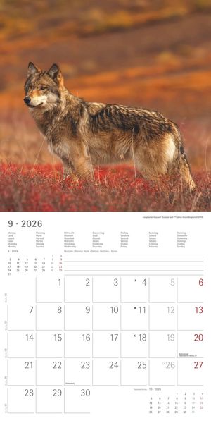 Geheimnisvolles Waldleben 2026 - Broschürenkalender 30x30 cm (30x60 geöffnet) - Kalender mit Platz für Notizen - Forest Animals - Bildkalender - Wandk