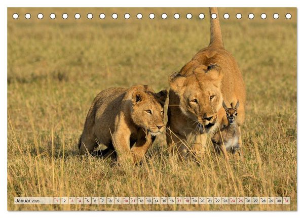 Produktbild: Faszination Afrika: L&ouml;wen (Tischkalender 2026 DIN A5 quer), CALVENDO Monatskalender