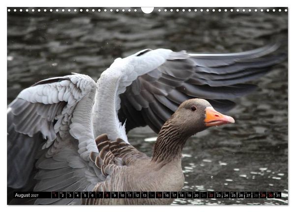 Produktbild: Lovely Water Birds (Wall Calendar 2027 DIN A3 landscape), CALVENDO 12 Month Wall Calendar