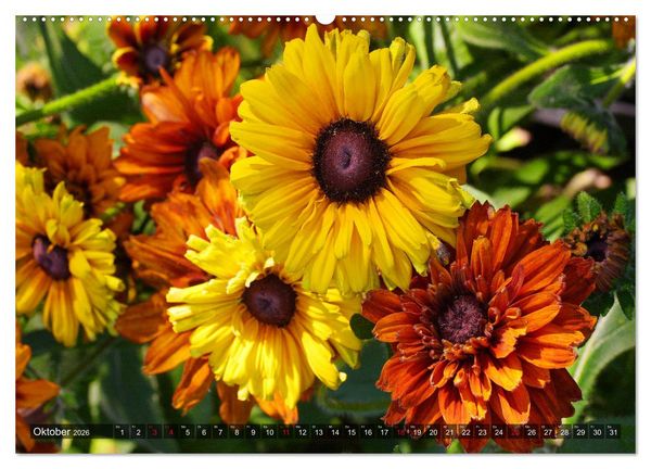 Produktbild: Sonnenhut im Garten (Wandkalender 2026 DIN A2 quer), CALVENDO Monatskalender