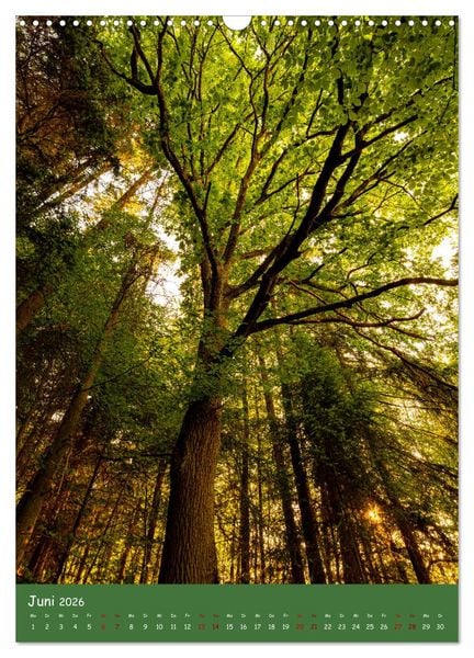 Produktbild: Ich bin dann mal im Wald (Wandkalender 2026 DIN A3 hoch), CALVENDO Monatskalender
