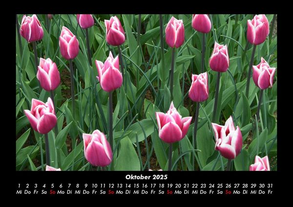 Produktbild: Blumentr&auml;ume 2025 Fotokalender DIN A3