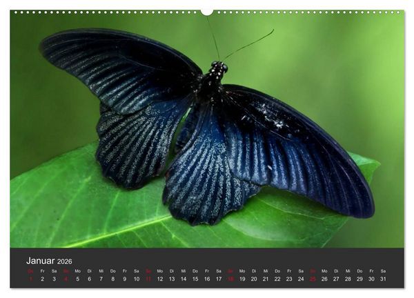 Produktbild: Schmetterlinge (hochwertiger Premium Wandkalender 2026 DIN A2 quer), Kunstdruck in Hochglanz