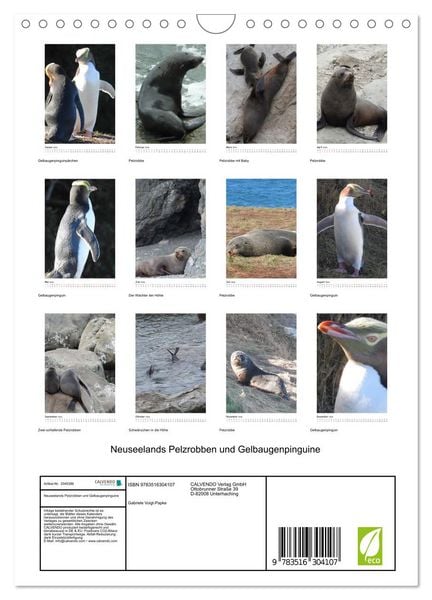 Produktbild: Neuseelands Pelzrobben und Gelbaugenpinguine (Wandkalender 2026 DIN A4 hoch), CALVENDO Monatskalender