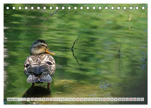 Produktbild: Oiseaux libres et sauvages (Calendrier de bureau 2026 DIN A5 vertical), CALVENDO calendrier mensuel