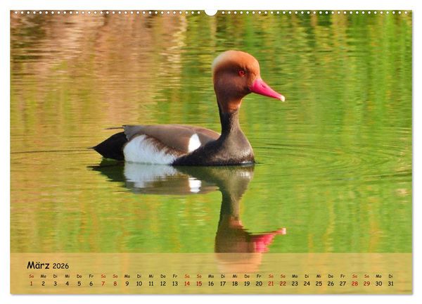 Produktbild: Faszination Zugv&ouml;gel - Rekorde in der Vogelwelt (Wandkalender 2026 DIN A2 quer), CALVENDO Monatskalender