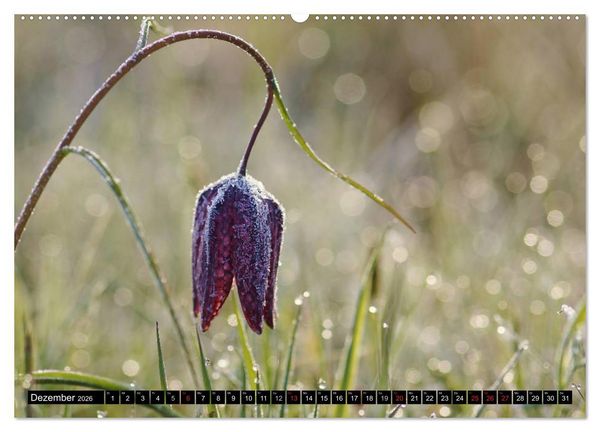 Produktbild: Die Schachbrettblume (hochwertiger Premium Wandkalender 2026 DIN A2 quer), Kunstdruck in Hochglanz