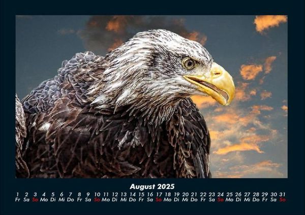 Produktbild: V&ouml;gel 2025 Fotokalender DIN A4