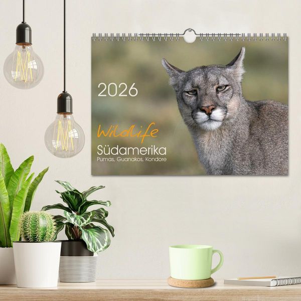 Produktbild: Wildlife S&uuml;damerika (Wandkalender 2026 DIN A4 quer), CALVENDO Monatskalender