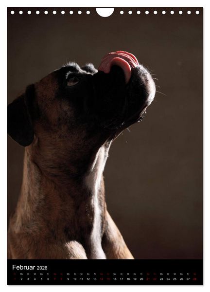Produktbild: Boxer - Charmante Charakterk&ouml;pfe (Wandkalender 2026 DIN A4 hoch), CALVENDO Monatskalender
