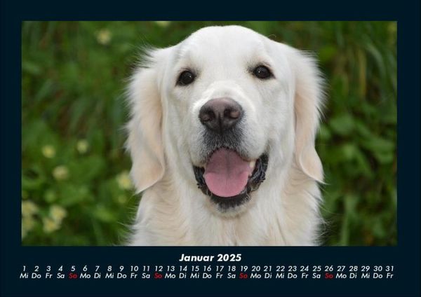 Produktbild: Der Hundekalender 2025 Fotokalender DIN A4