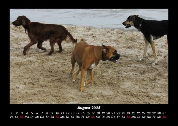 Produktbild: Hundezauber 2025 Fotokalender DIN A3