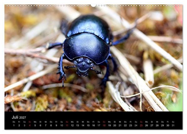 Produktbild: Makro-Kalender 2027 (Wandkalender 2027 DIN A2 quer), CALVENDO Monatskalender