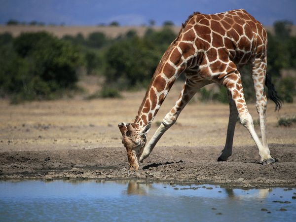 Produktbild: CALVENDO Puzzle Giraffen &ndash; Im Flussbett 1000 Teile Lege-Gr&ouml;&szlig;e 64 x 48 cm Foto-Puzzle Bild von Michael Herzog