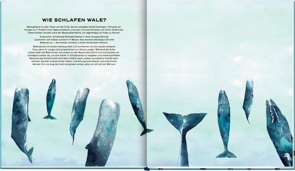Produktbild: Die geheime Welt der Wale