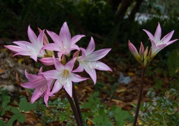 Produktbild: Madeiras Blumenwelt (Tischaufsteller DIN A5 quer)