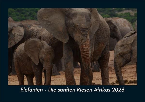 Produktbild: Elefanten - Die sanften Riesen Afrikas 2026 Fotokalender DIN A5