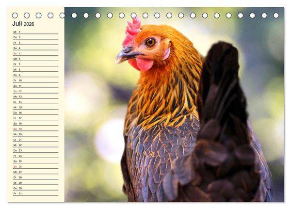 Produktbild: H&uuml;hner. Intelligent, sch&ouml;n und faszinierend (Tischkalender 2026 DIN A5 quer), CALVENDO Monatskalender