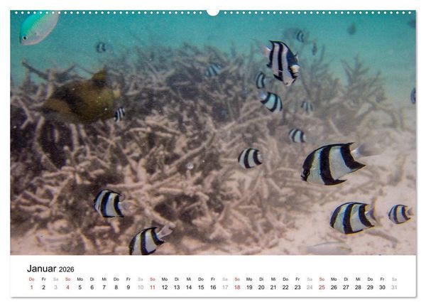 Produktbild: Unterwasserwelt der Malediven III (hochwertiger Premium Wandkalender 2026 DIN A2 quer), Kunstdruck in Hochglanz
