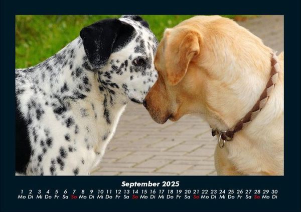 Produktbild: Der Hundekalender 2025 Fotokalender DIN A4