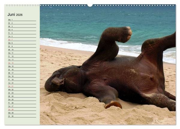 Produktbild: Elefanten. Badespa&szlig; am Strand (Wandkalender 2026 DIN A2 quer), CALVENDO Monatskalender