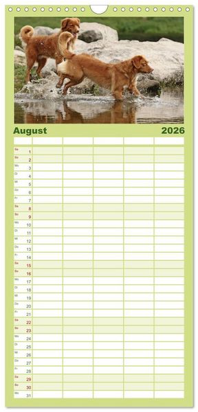 Produktbild: Familienplaner 2026 - Nova Scotia Duck Tolling Retriever mit 5 Spalten (Wandkalender, 21 x 45 cm) CALVENDO
