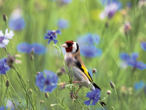 Produktbild: CALVENDO Puzzle Stieglitz | 1000 Teile Lege-Gr&ouml;&szlig;e 64x48cm Foto-Puzzle f&uuml;r gl&uuml;ckliche Stunden