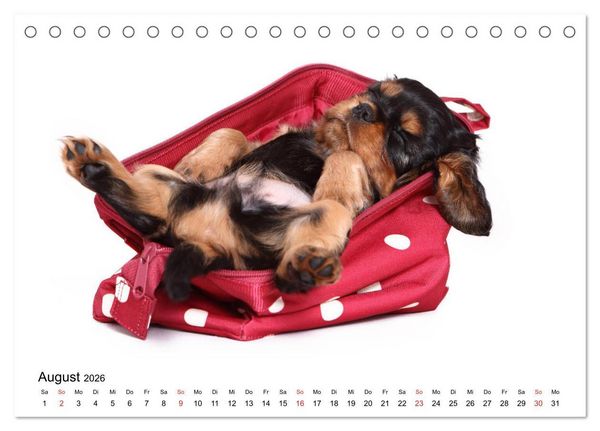 Produktbild: Funny Dogs (Tischkalender 2026 DIN A5 quer), CALVENDO Monatskalender