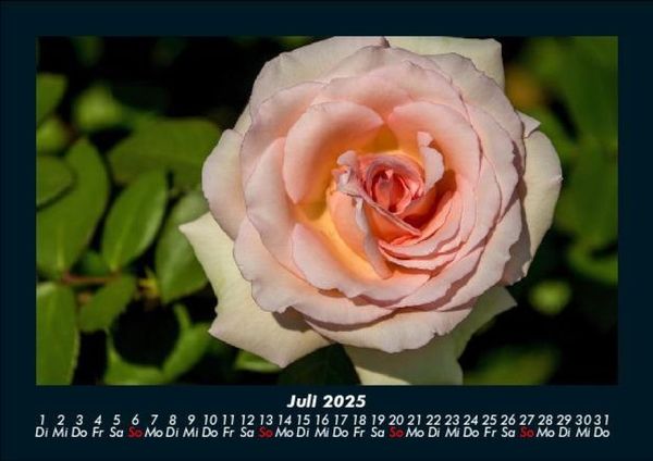 Produktbild: Blumenkalender 2025 Fotokalender DIN A5