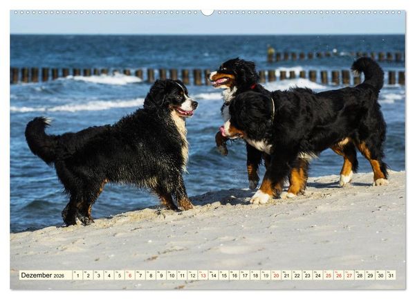 Produktbild: Berner Sennenhunde am Strand (hochwertiger Premium Wandkalender 2026 DIN A2 quer), Kunstdruck in Hochglanz