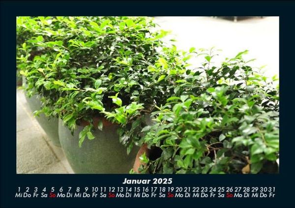 Produktbild: Pflanzen und Bl&uuml;ten 2025 Fotokalender DIN A5