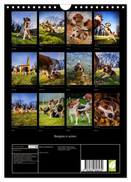 Produktbild: Beagles in action (Wall Calendar 2027 DIN A4 portrait), CALVENDO 12 Month Wall Calendar