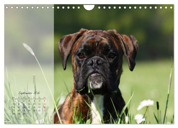 Produktbild: Deutscher Boxer 2026 (Wandkalender 2026 DIN A4 quer), CALVENDO Monatskalender