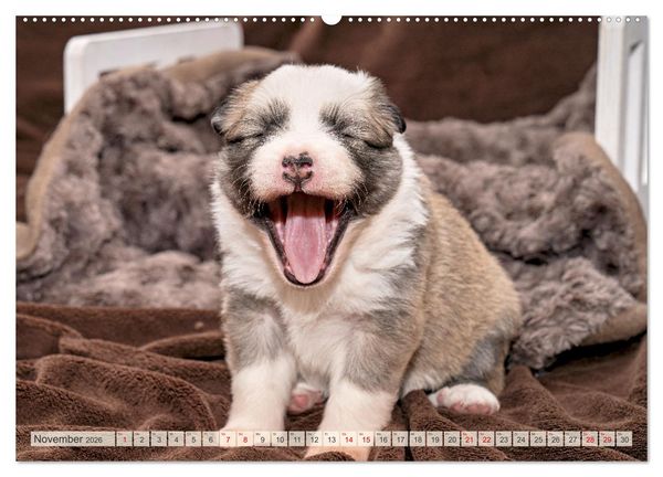Produktbild: Bezaubernde Islandhundewelpen (Wandkalender 2026 DIN A2 quer), CALVENDO Monatskalender