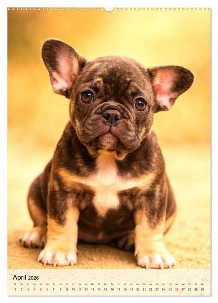 Produktbild: Frenchies Love &ndash; Kleine Schnuten ganz gro&szlig; - Franz&ouml;sische Bulldoggen Welpen unwiderstehlich s&uuml;&szlig; (Wandkalender 2026 DIN A2 hoch), CALVENDO Monatskalender