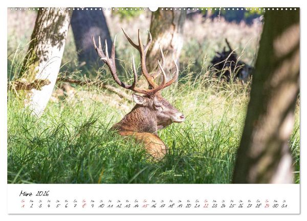 Produktbild: Rotwild - im Naturparadies der Mecklenburgischen Seenplatte (Wandkalender 2026 DIN A2 quer), CALVENDO Monatskalender