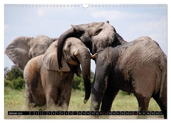 Produktbild: Wildes Leben in Afrika (Wandkalender 2026 DIN A3 quer), CALVENDO Monatskalender