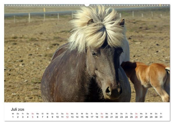 Produktbild: Die Pferde Islands - Ein Streifzug durch Island (Wandkalender 2026 DIN A2 quer), CALVENDO Monatskalender