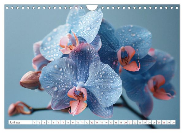 Produktbild: Orchideen - farbenfroh durchs Jahr (Wandkalender 2026 DIN A4 quer), CALVENDO Monatskalender