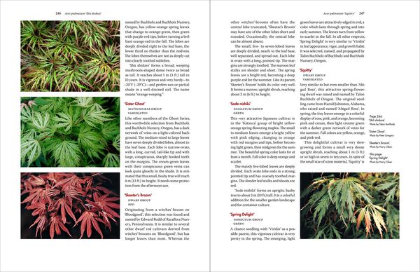 Produktbild: Japanese Maples