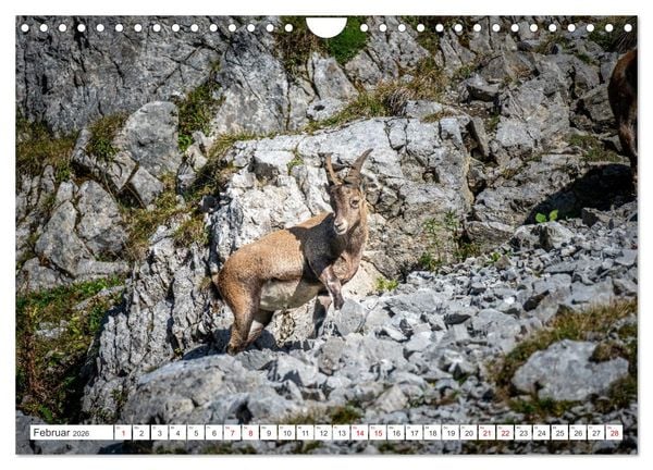 Produktbild: Steinb&ouml;cke - Majest&auml;tische Tiere der Alpen (Wandkalender 2026 DIN A4 quer), CALVENDO Monatskalender